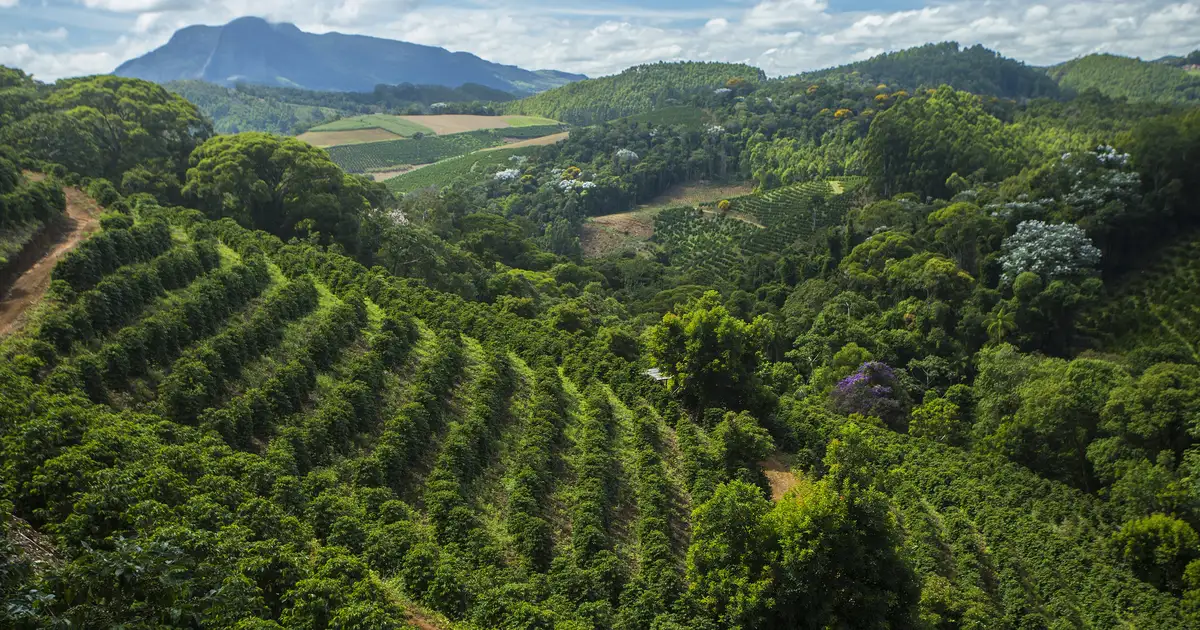 Lavoura de café em morros de Venda Nova do Imigrante, com montanhas ao fundo