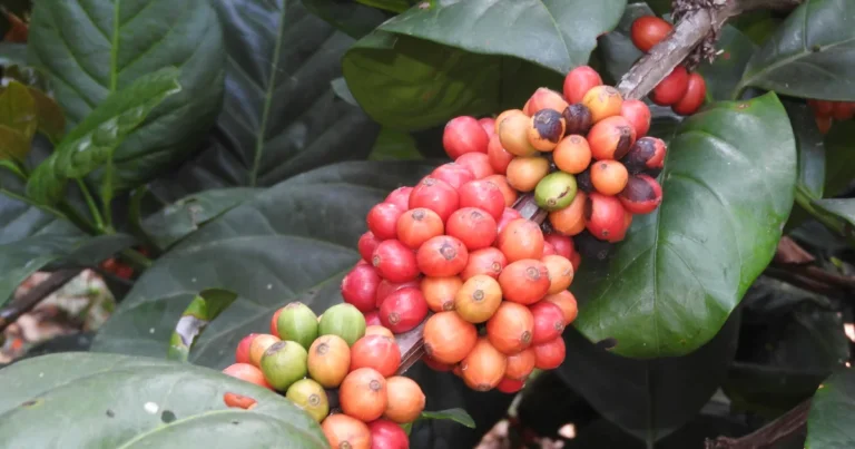 Ramo de café conilon (Coffea canephora) carregado de frutos maduros em tons de vermelho e laranja