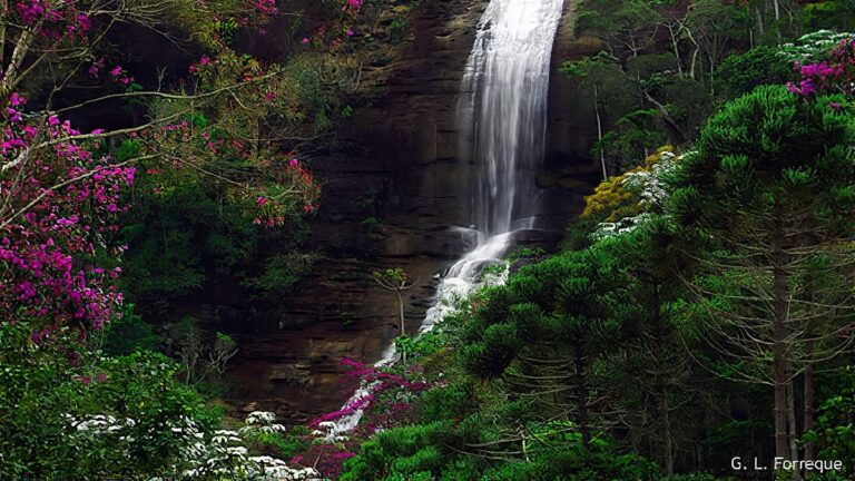 Cachoeira alta e estreita caindo por paredao de rocha, cercada de mata com quaresmeiras floridas, em Santa Teresa (ES)