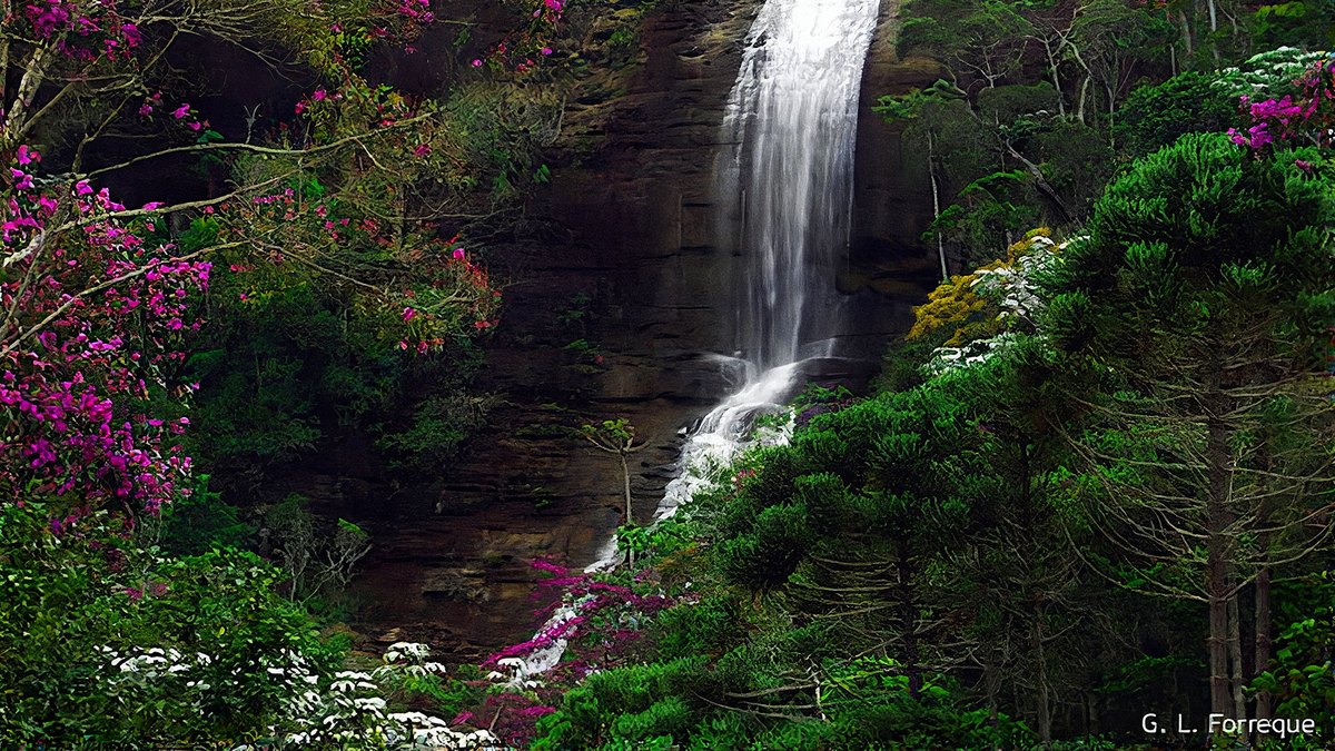Cachoeira alta e estreita caindo por paredao de rocha, cercada de mata com quaresmeiras floridas, em Santa Teresa (ES)