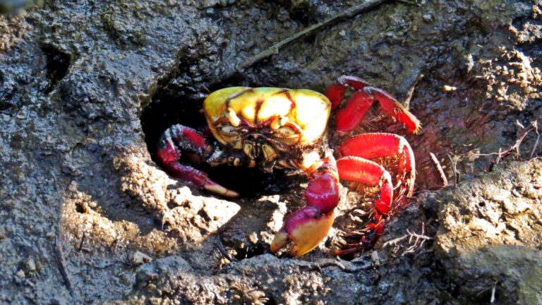 Caranguejo-uçá de carapaça amarela e patas vermelhas na entrada da toca, no lodo do manguezal