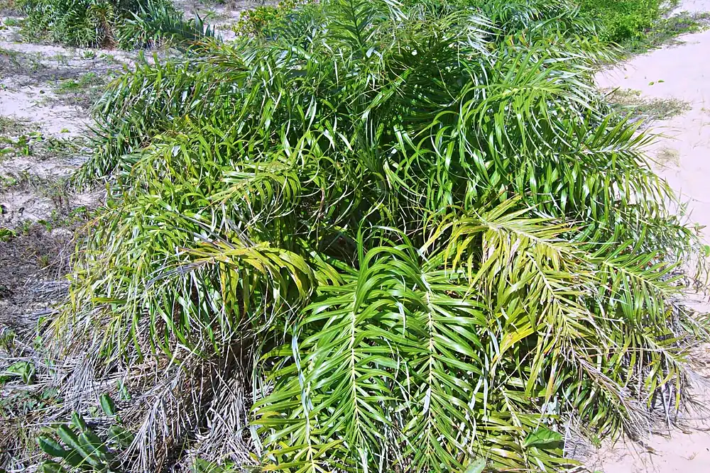 Touceira da palmeira guriri, Allagoptera arenaria, na areia da restinga da Ilha de Guriri