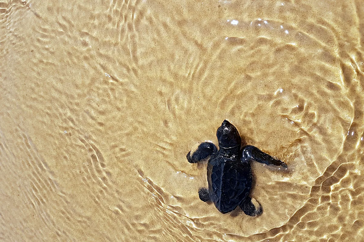 Filhote de tartaruga marinha nadando na água rasa sobre a areia, em soltura do Projeto Tamar